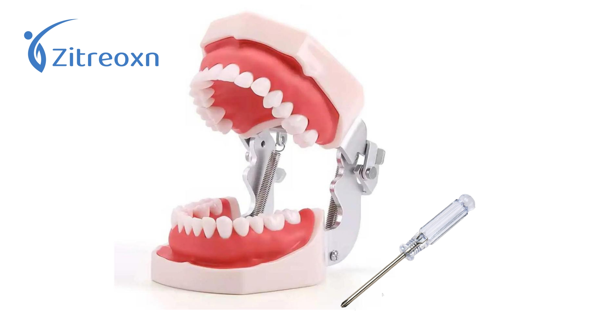 ダイト Tooth Smart 本体ToothSmart I (iPhone用) Amazon.com: ZITREOXN Dental Typodont Teeth Model,Completely 28